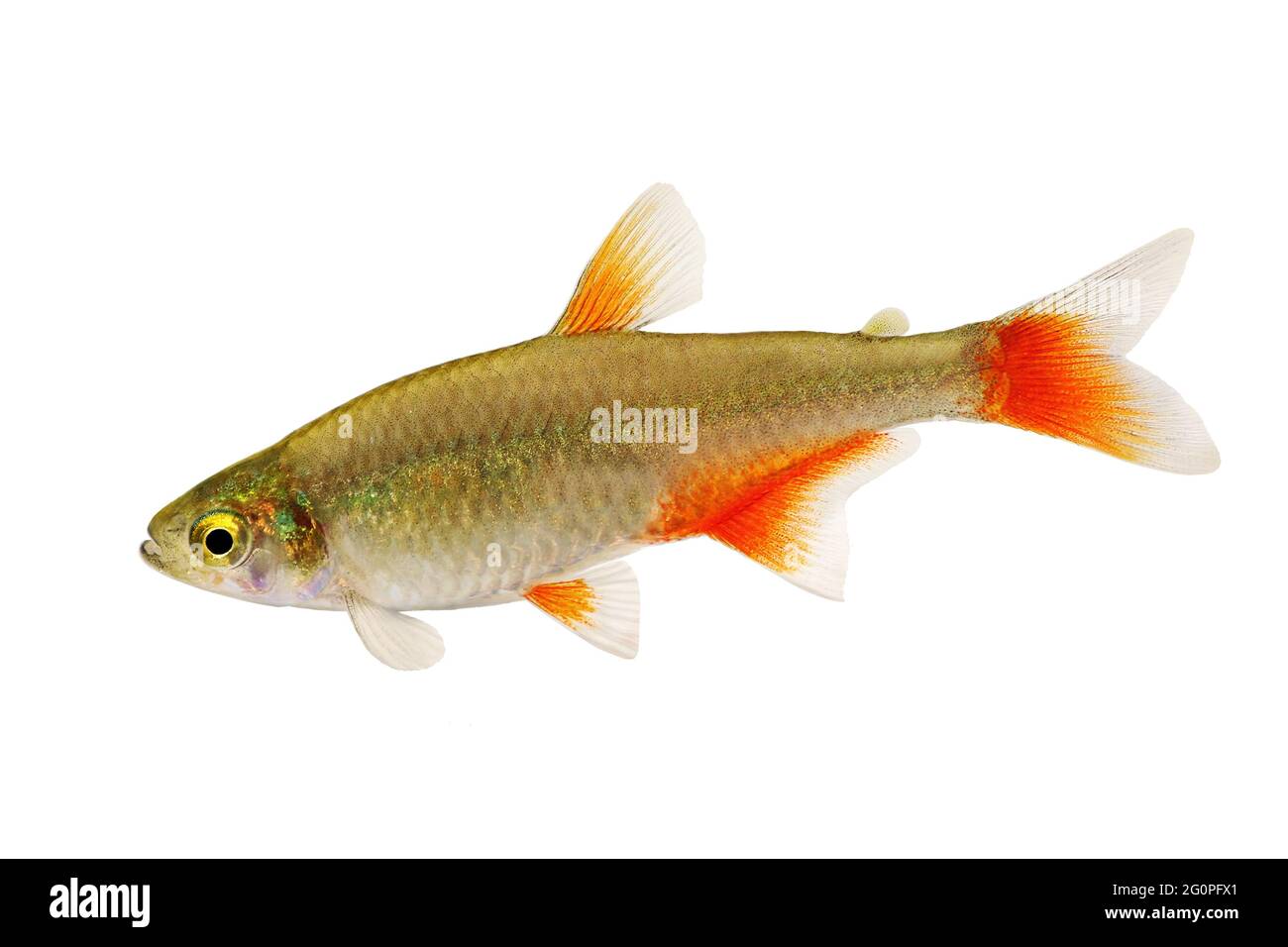 Bloodfin tetra Aphyocharax anisitsi tropischer Aquarienfisch isoliert auf Weiß Stockfoto