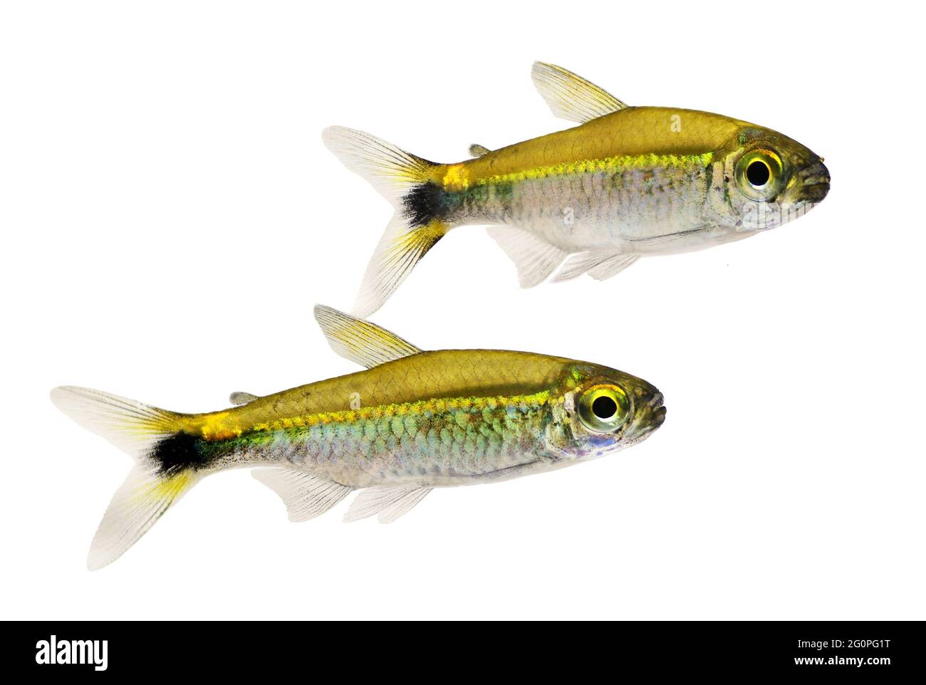 Costello tetra Hemigrammus Hyanuary Aquarium Fisch grün Neon Stockfoto