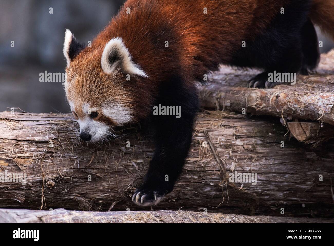 Ein roter Panda im Saint Louis Zoo in St. Louis, Missouri, geht am 8