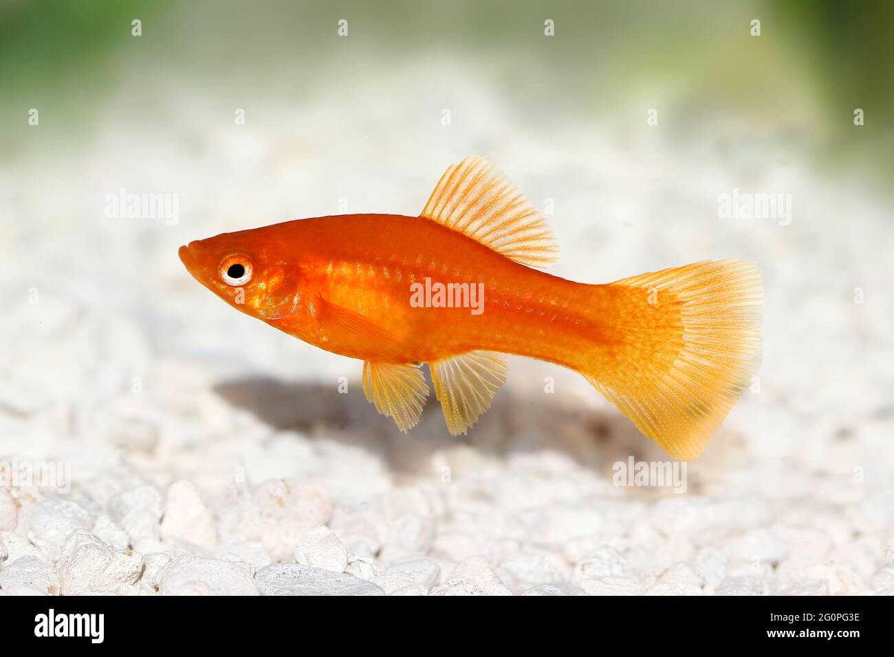 Roter Schwertschwanz Xiphophorus Helleri Aquarienfisch isoliert auf Weiß Stockfoto