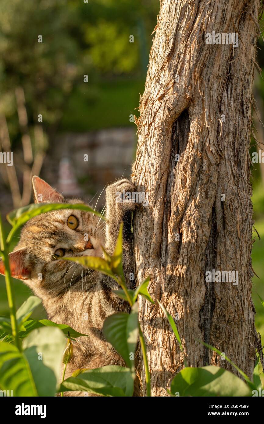 Grau ausgekleidete Katze schärft ihre Krallen auf einem Baumstamm im Garten. Katze kratzt Nägel auf Baum. Stockfoto