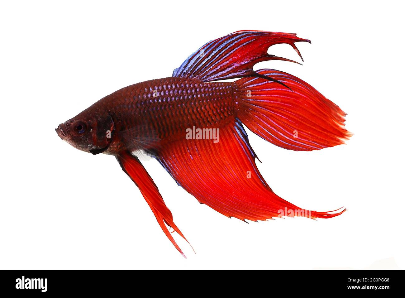 Betta splendens Siam kämpfen Aquarienfische Stockfoto