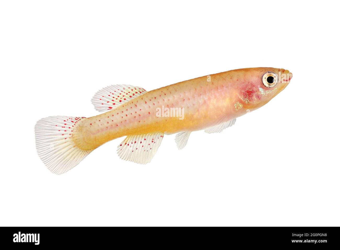 Weibliche Killi Aphyosemion austral Hjersseni Gold Aquarium Fisch isoliert auf Weiß Stockfoto