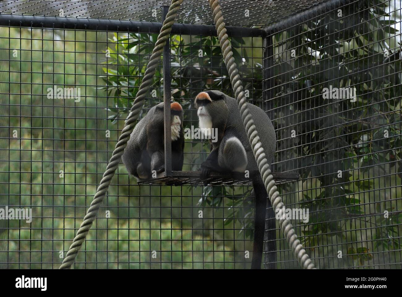 De Brazza's Monkeys (Cercopithecus neglectus) im Mogo Zoo an der Südküste von NSW, Australien Stockfoto