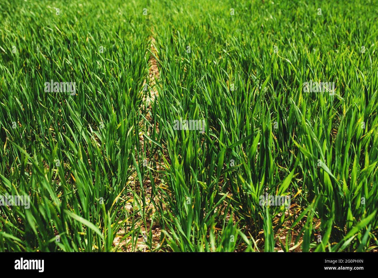 Endlose grüne Felder mit in der Nähe wachsenden Weizen im Frühjahr. Hochwertige Fotos Stockfoto