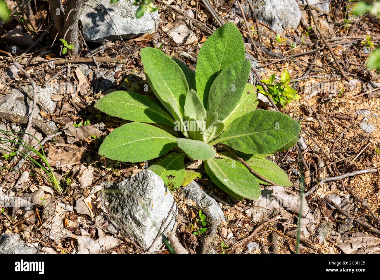 Dieses gewöhnliche Königskraut oder Lämmerohren wächst in Leo-Cedarville, Indiana, USA. Stockfoto