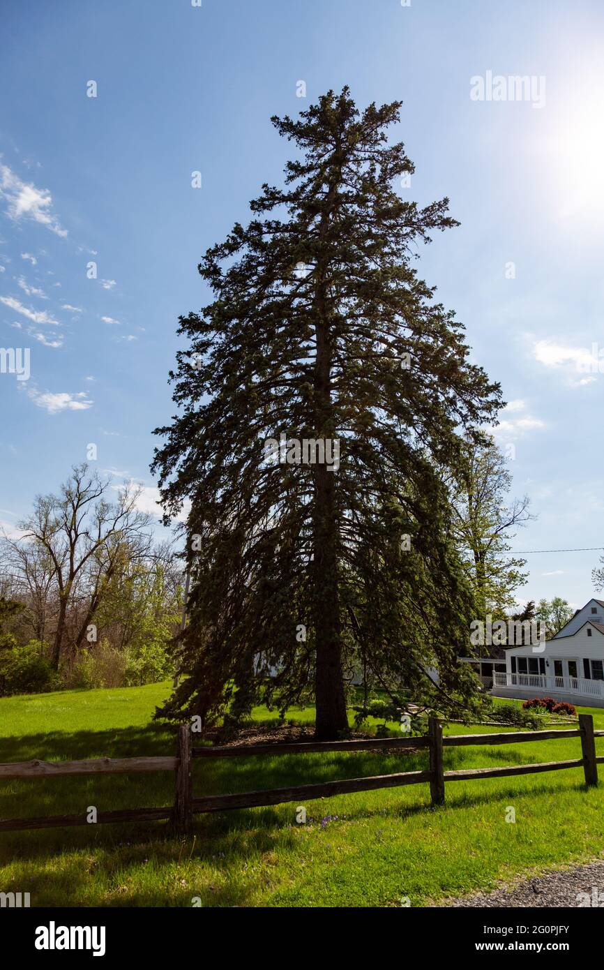 Ein immergrüner Baum steht an einem sonnigen Tag in Leo-Cedarville, Indiana, USA, hoch. Stockfoto