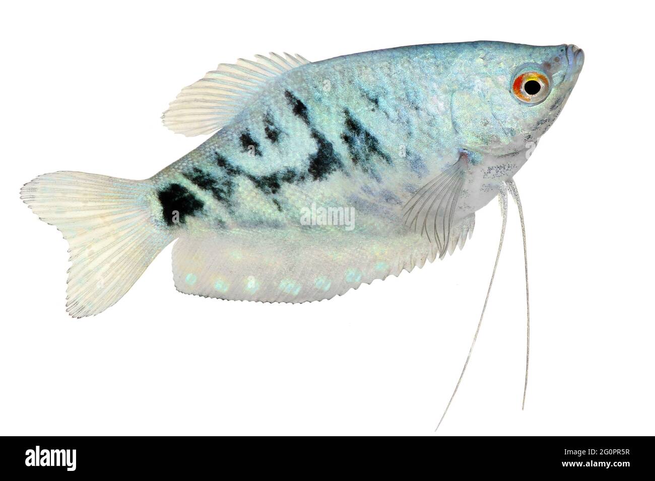 Opalglas Gurami Trichopodus trichopterus tropische Aquarienfische Stockfoto