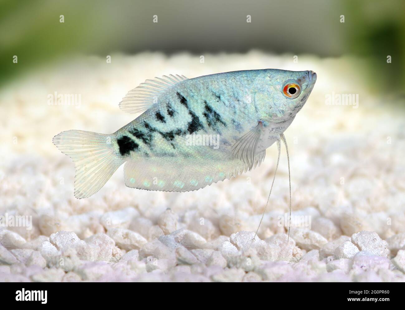 Opalglas Gurami Trichopodus trichopterus tropische Aquarienfische Stockfoto