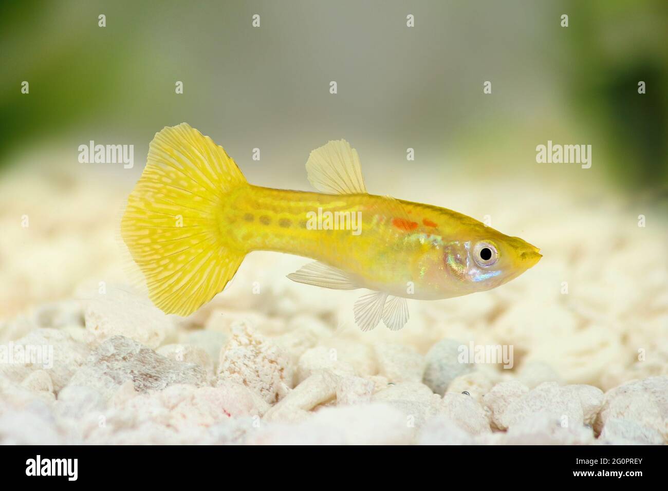 Gelbe Guppy Poecilia reticulate Aquarium Regenbogenfisch Stockfoto
