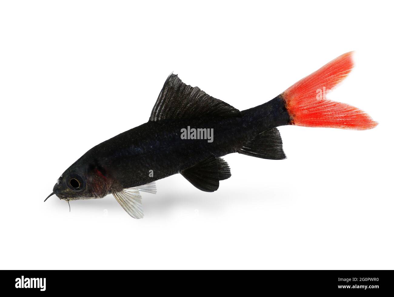 Rotfeuerschwanz Hai Wels Epalzeorhynchos bicolor Aquarium Fische isoliert Stockfoto