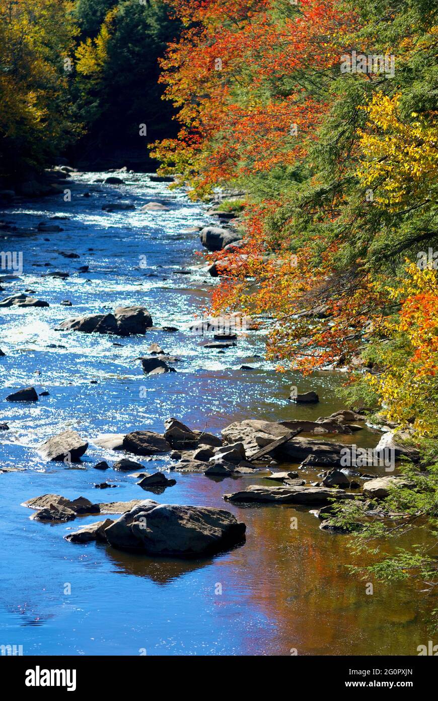 Leuchtende Farben sind an den Blättern zu beobachten, die sich im Herbst entlang des fließenden Blackwater River im Blackwater Falls State Park, West Virginia, ändern. Stockfoto