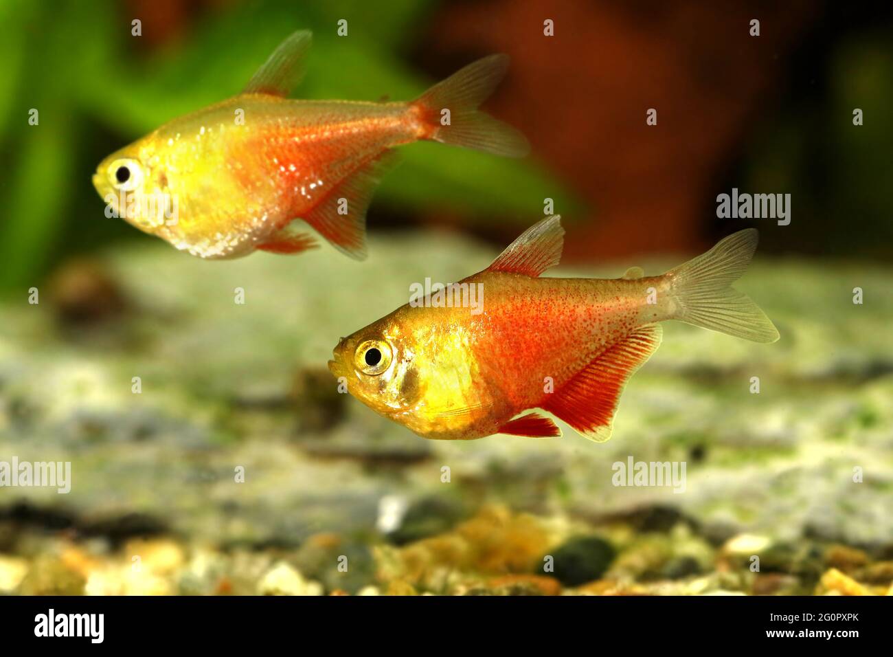 Schwarm von Orange Red Flame Tetra Hyphessobrycon flammeus Rio tetra tropischer Aquarienfische Stockfoto