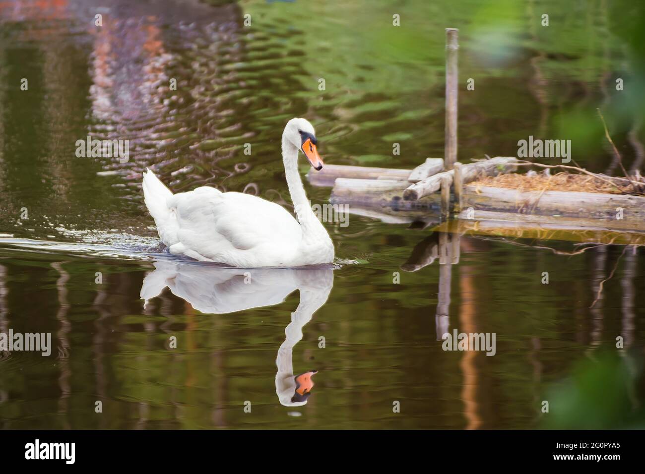 Der weiße Schwan schwimmt aus der Nähe auf dem See, der sich im Wasser spiegelt. Naturfotografie mit Wildvögeln. Schönheit in der Natur. Warmer Frühlingstag Stockfoto