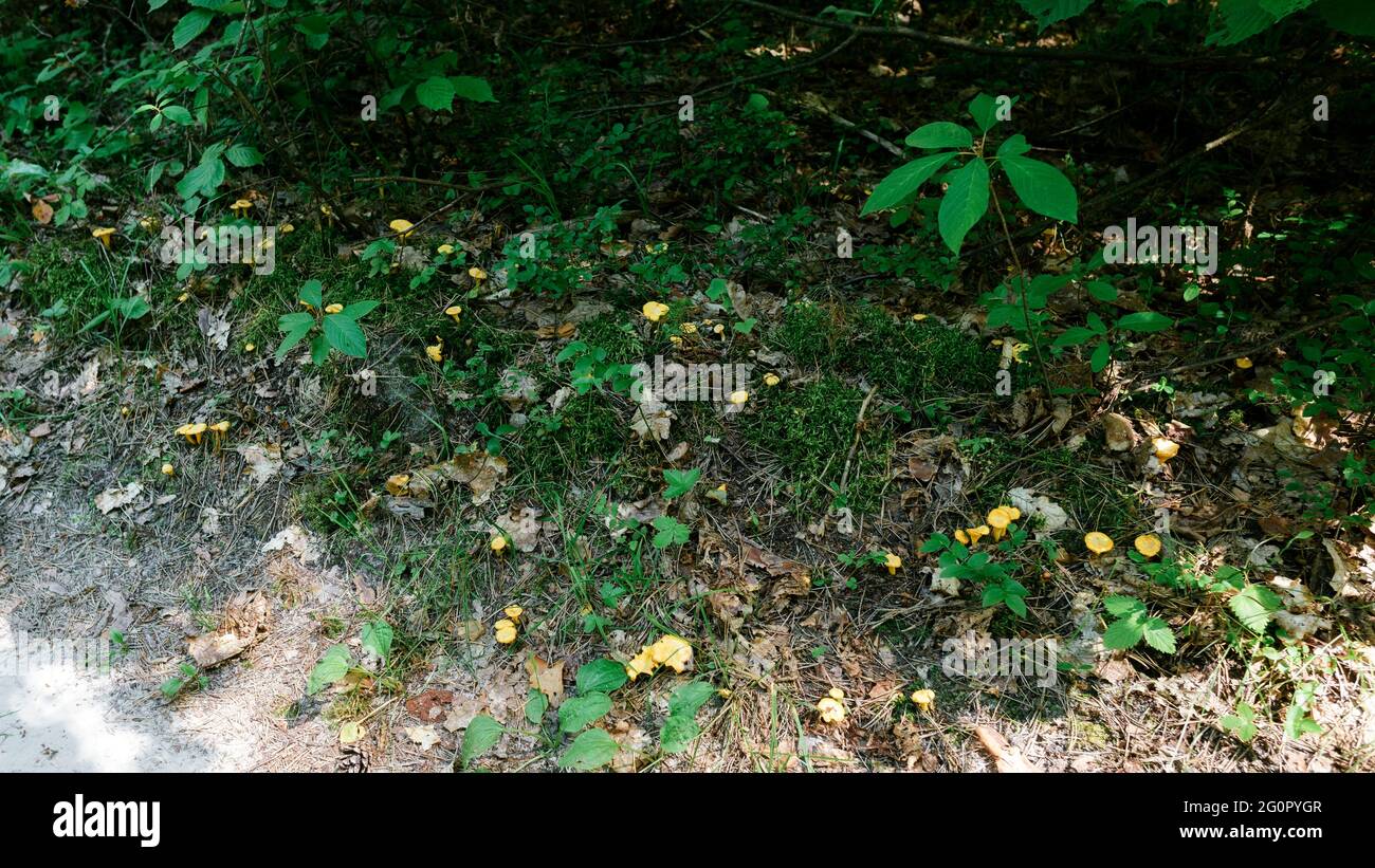 Hellgelbe Pfifferlinge wachsen in großen Mengen Stockfoto