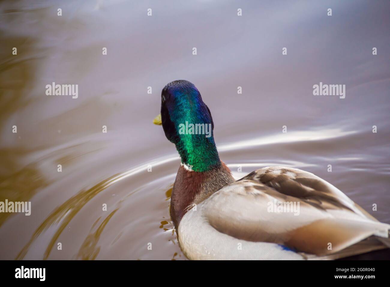 Die Stockente in Nahaufnahme drehte uns den Rücken zu und blickt in die Ferne. Naturfotografie mit Wildvögeln. Schönheit in der Natur. Warmer Frühlingstag Stockfoto