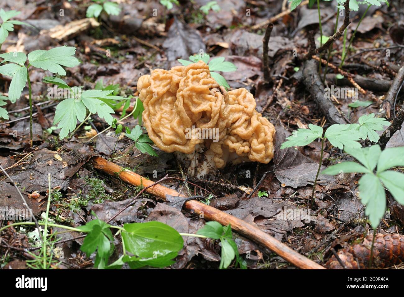 Gyromitra gigas, die Schneehorle, die Schneehorle, das Kalbshirn oder die Stiernase, ein wilder Pilz aus Finnland Stockfoto