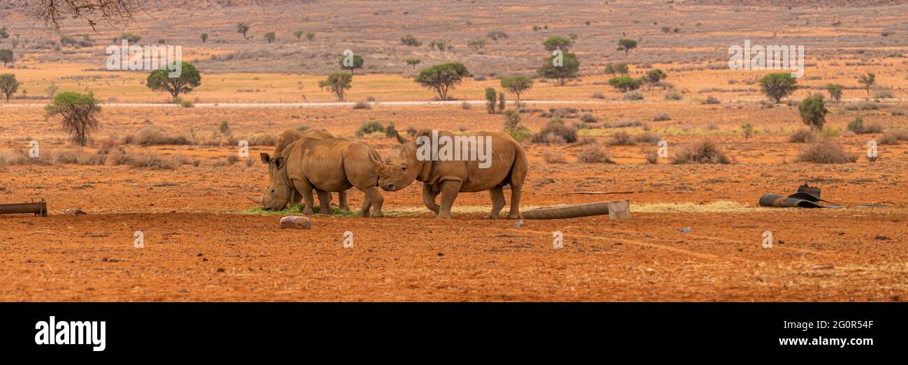 Pannorama von drei schwarzen Nashorn an der Savanne in der Namib Wüste in Namibia. Stockfoto