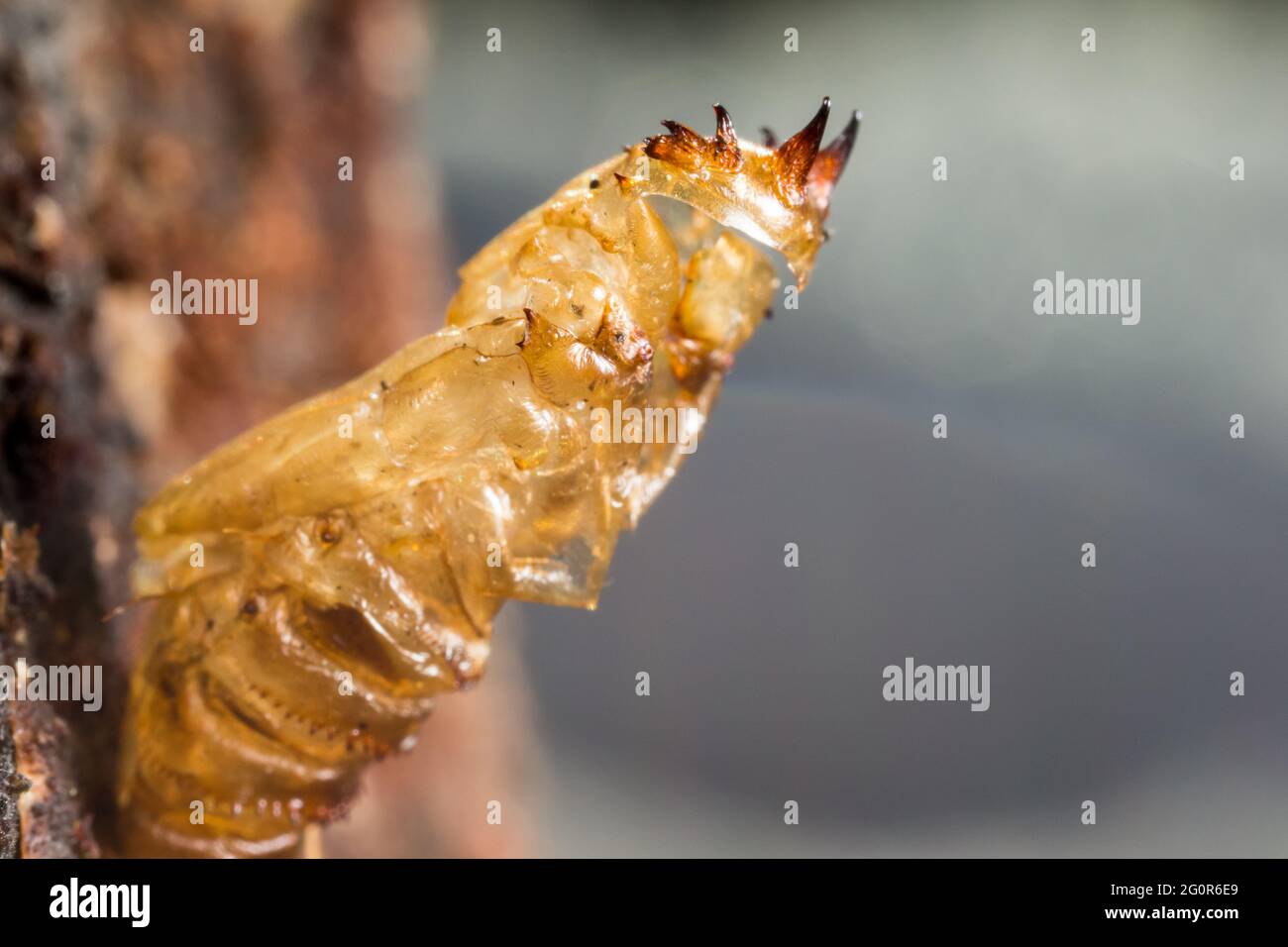 Puppenhaut der Hummel-Raubfliege (Laphria flava) Stockfoto