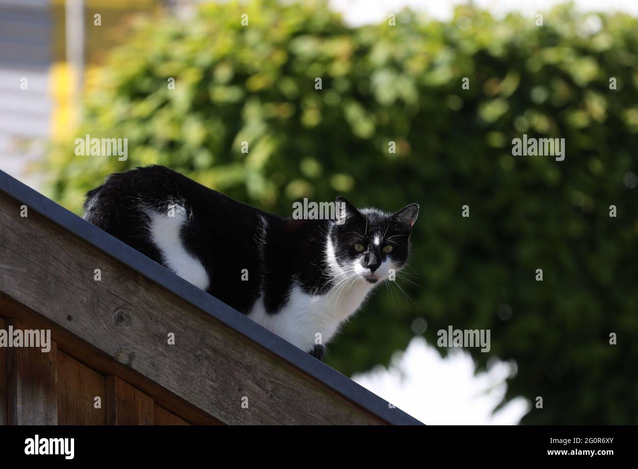 Hauskatze klettert zu Hause den Zaun. Stockfoto