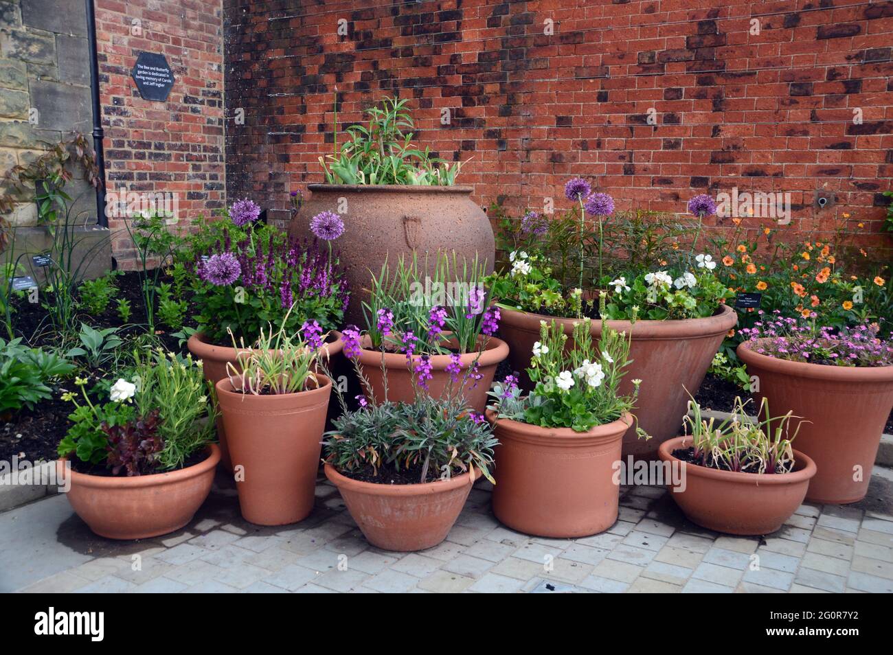 Terrakotta-Blumentöpfe werden im Bee & Butterfly im Weston Walled Garden im RHS Garden Bridgewater, Worsley, Greater Manchester, Großbritannien, ausgestellt. Stockfoto