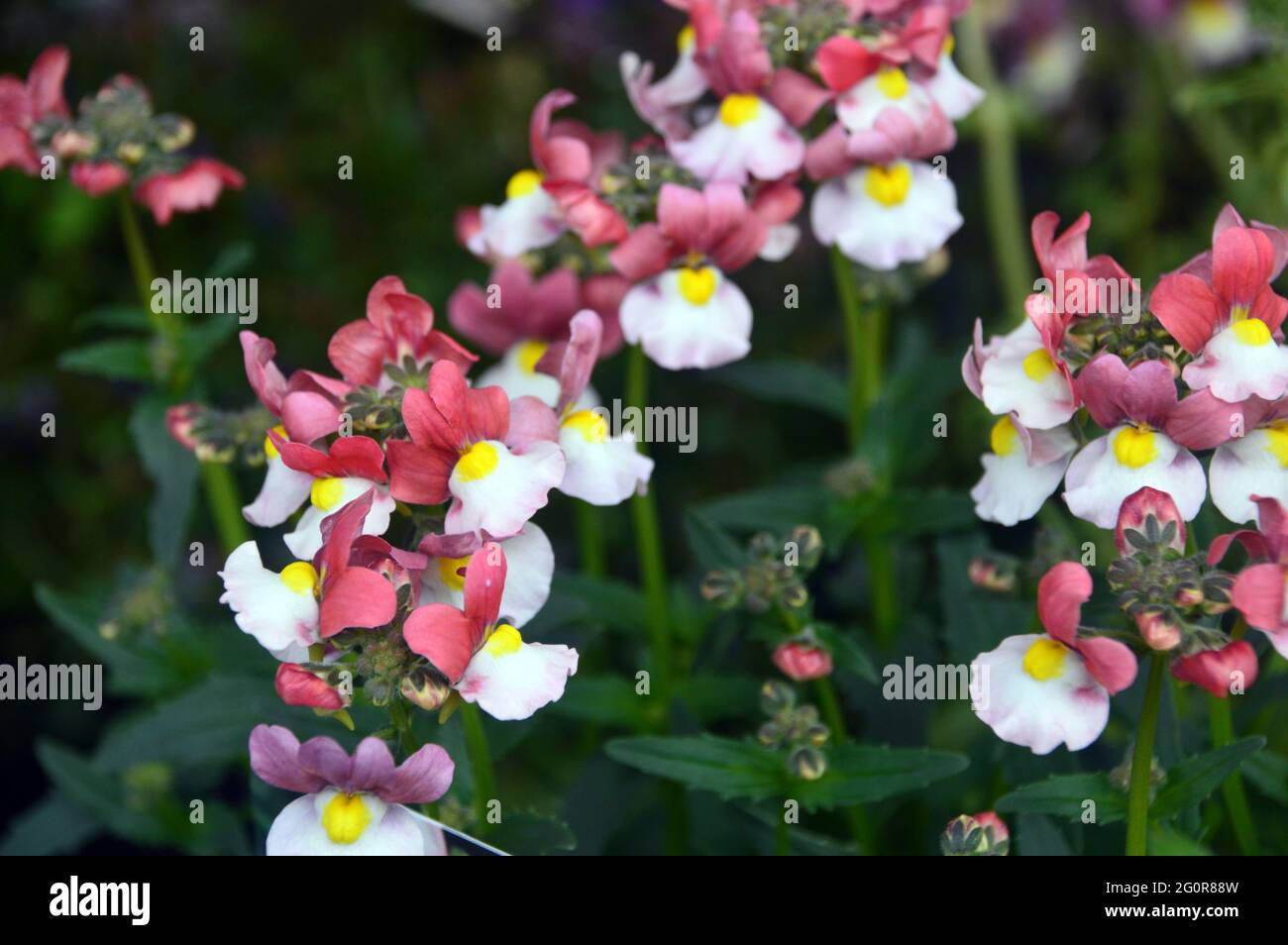 Nemesia 'Lady Penelope' eine zweifarbige Bettpflanze in Pink & Weiß mit gelbem Auge, die im RHS Garden Bridgewater, Worsley, Greater Manchester, ausgestellt ist. Stockfoto