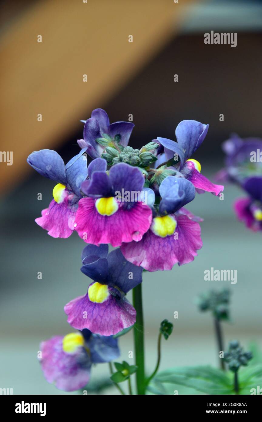 Nemesia „Evening Dusk“, eine zweifarbige Bettpflanze in Blau und Violett mit gelbem Auge, die im RHS Garden Bridgewater, Worsley, Greater Manchester, ausgestellt ist. Stockfoto