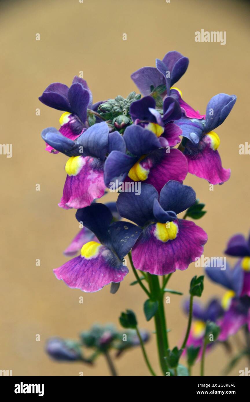 Nemesia „Evening Dusk“, eine zweifarbige Bettpflanze in Blau und Violett mit gelbem Auge, die im RHS Garden Bridgewater, Worsley, Greater Manchester, ausgestellt ist. Stockfoto