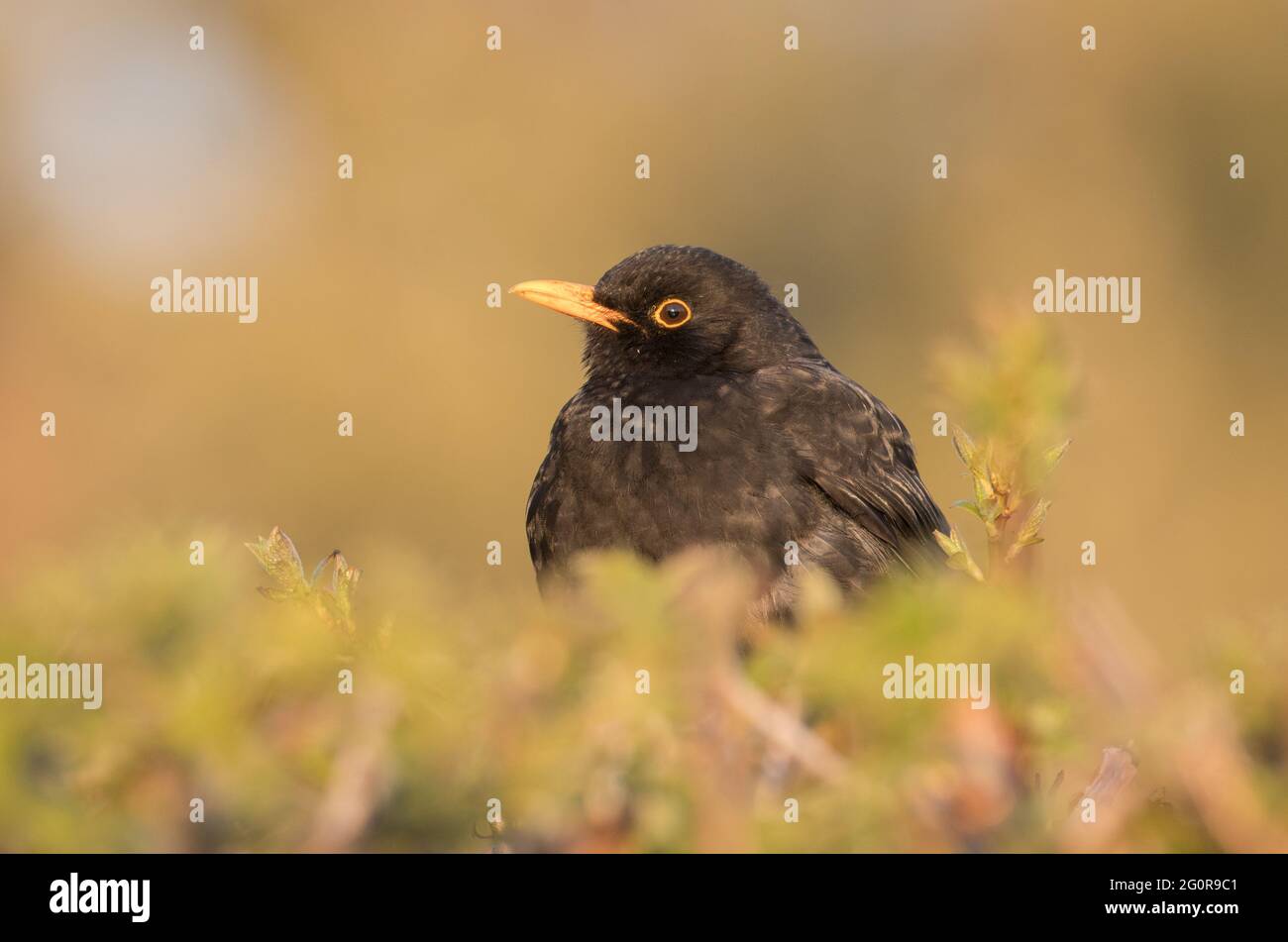 Blackbird in einer Hecke, Old Bilton, Harrogate Stockfoto