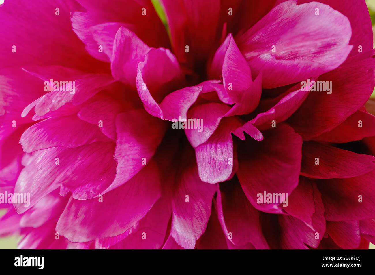 Schöne rosa Pfingstrose aus der Nähe Stockfoto