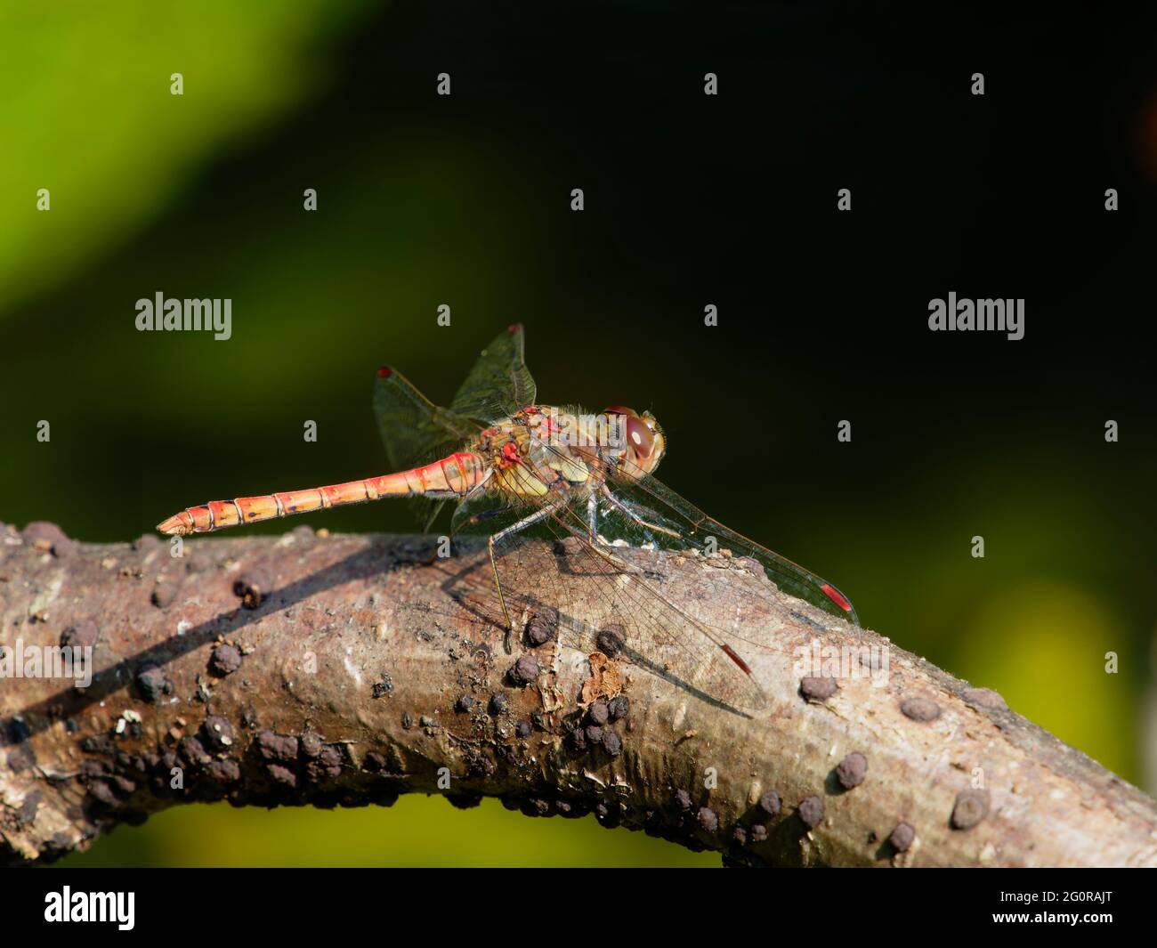 Gemeiner Darter - Männchen in Ruhe Sympetrum nigriscans Essex, UK IN001345 Stockfoto