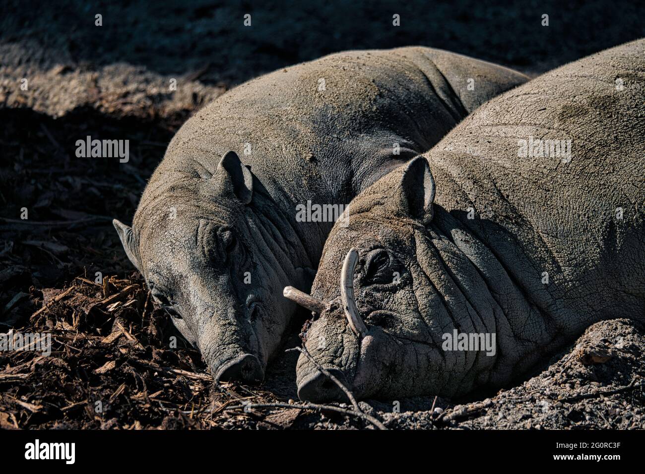 Berliner zoo garten Stockfotos und bilder Kaufen Alamy
