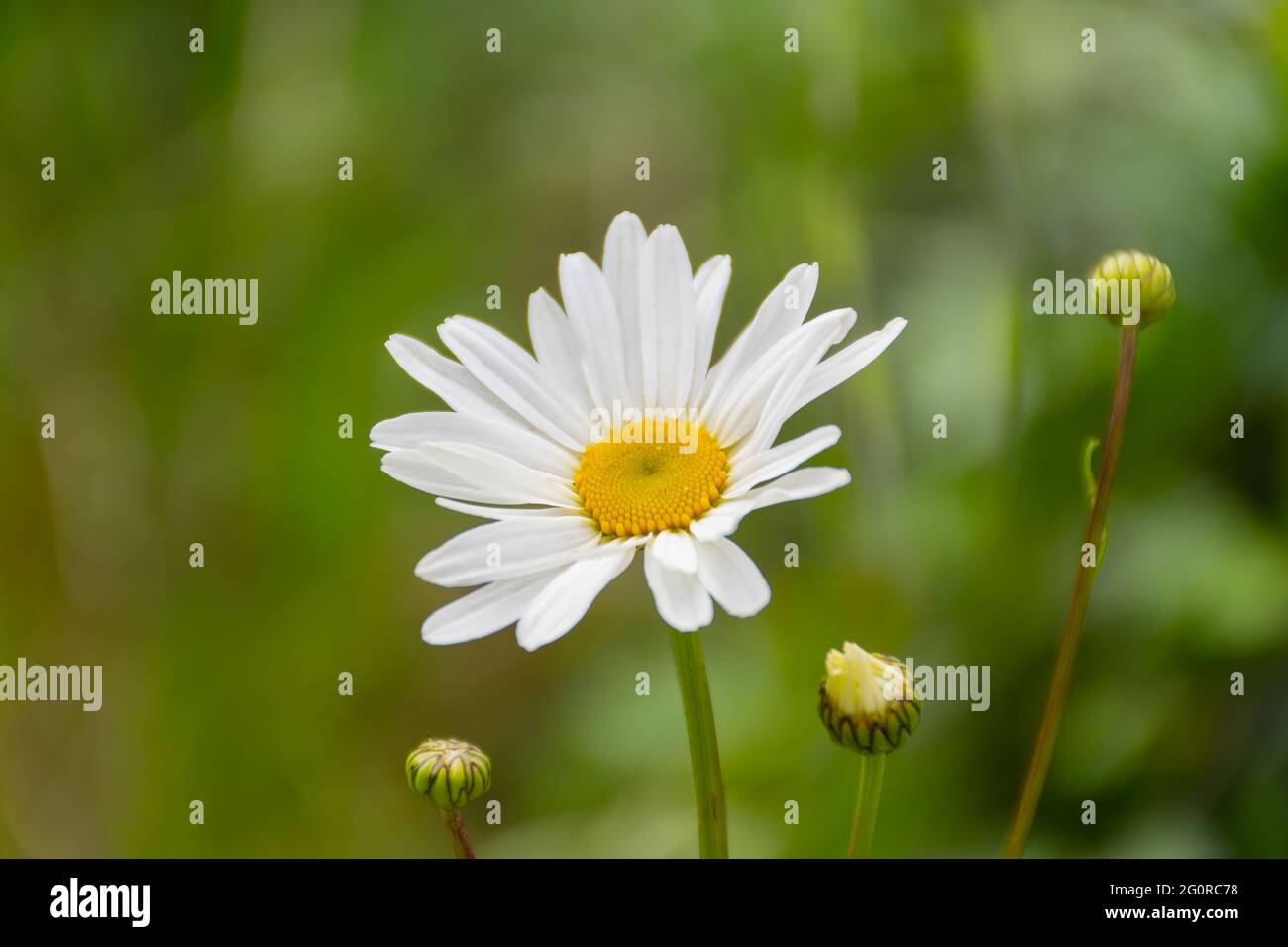 Gänseblümchen in einem sonnigen Garten in Nantes - Frankreich Stockfoto