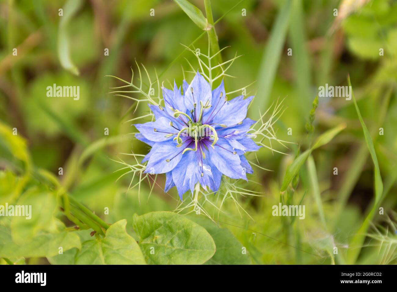 Nigella damascena in einem Garten in Nantes - Frankreich Stockfoto