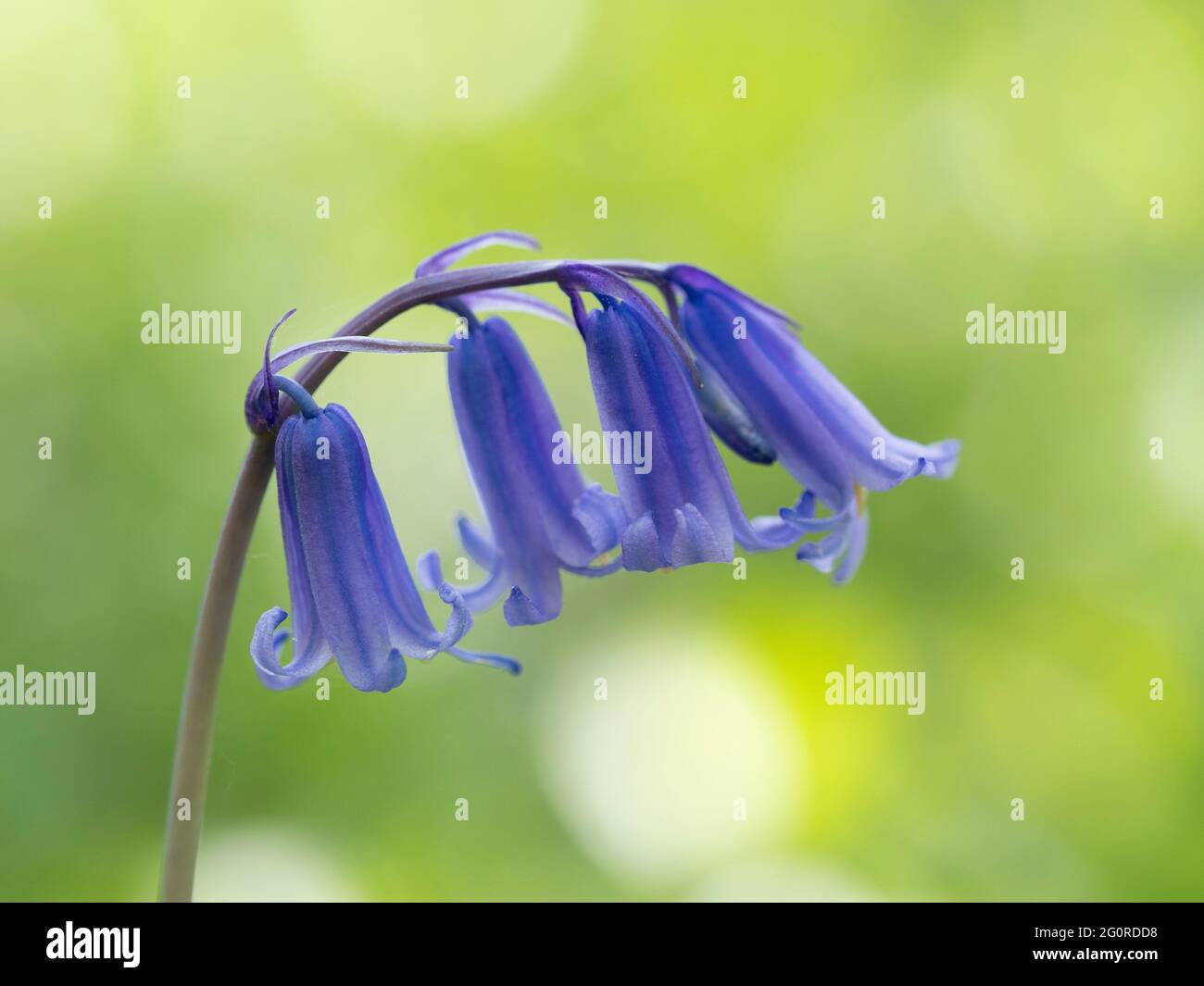 Bluebell (Hyacinthoides non-scripta) East Blean Woodlands, Kent UK, nativ, Stockfoto