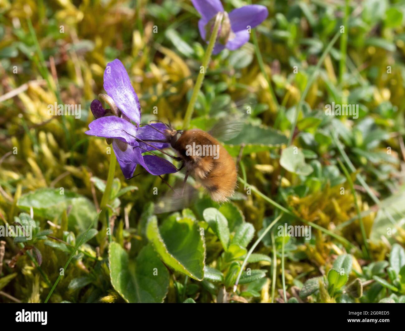Bienenfliegen oder Humboldtfliegen (Bombylius major) nectaring on Common Dog Violet (Viola riviniana) Queensdown Warren Kent Wildlife Trust, Kent UK, Stockfoto