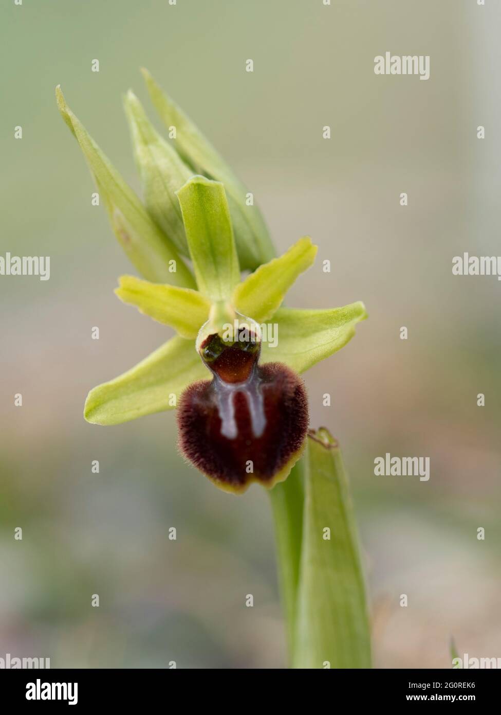 Early Spider Orchid (Ophrys sphegodes) Samphire Hoe, Dover, KENT UK, Stockfoto