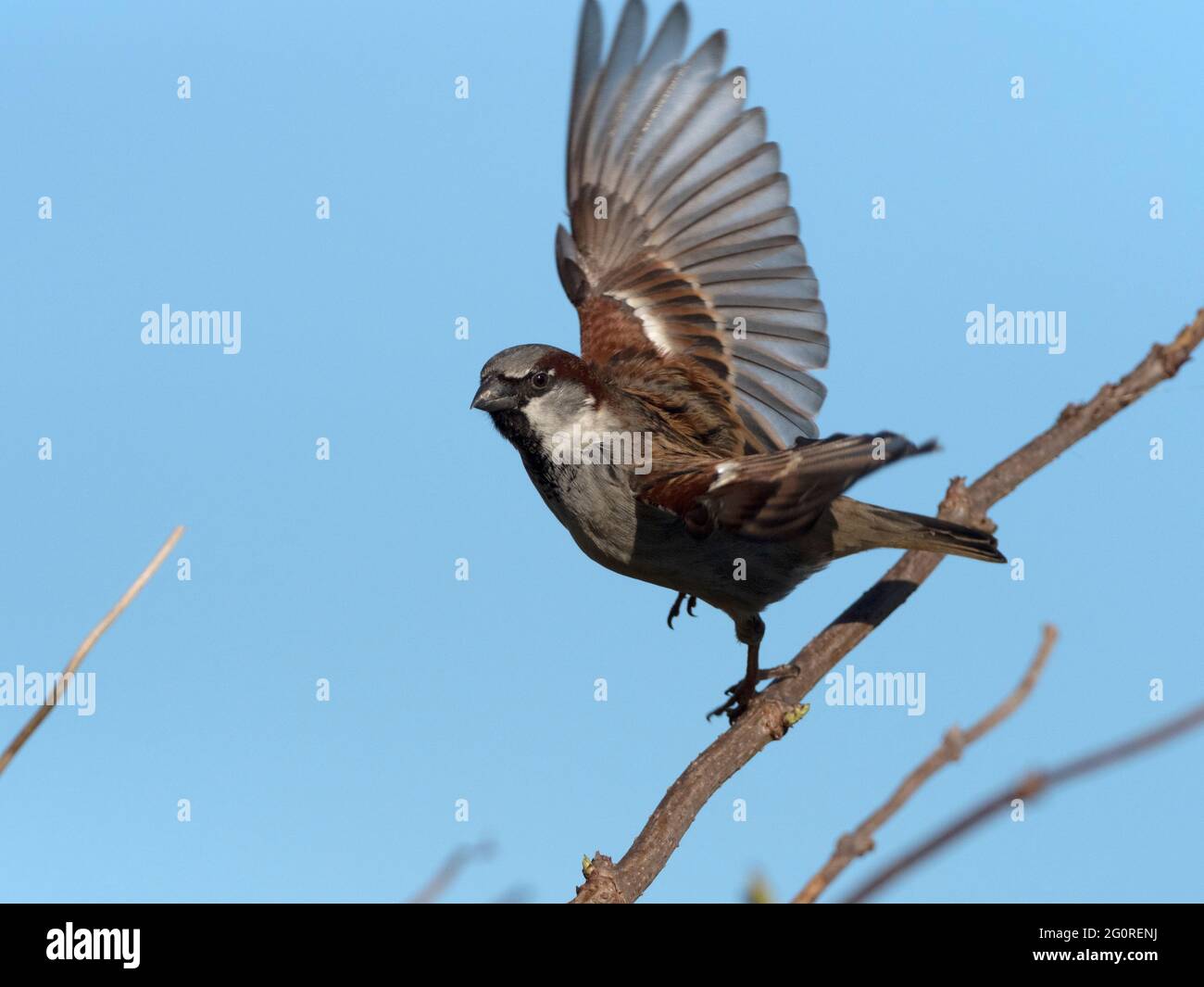 Haussparrow, Männlich (Passer domesticus) Ramsgate, Kent, Großbritannien, am frühen Morgen, Abflug von der Zweigstelle Stockfoto