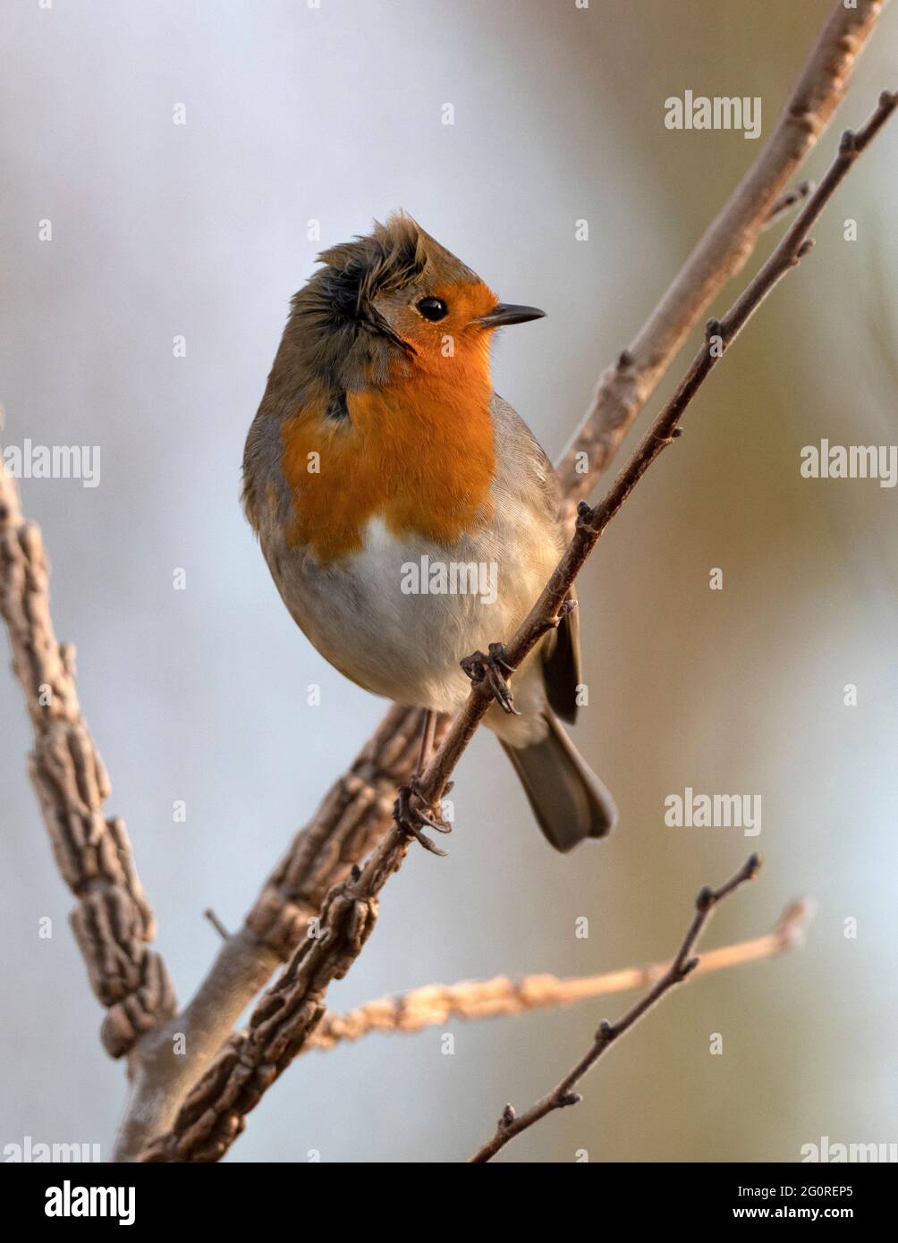 Robin (Erithacus rubecula) Ramsgate, Kent, Großbritannien, sang am frühen Morgen an der Spitze des Zweiges Stockfoto