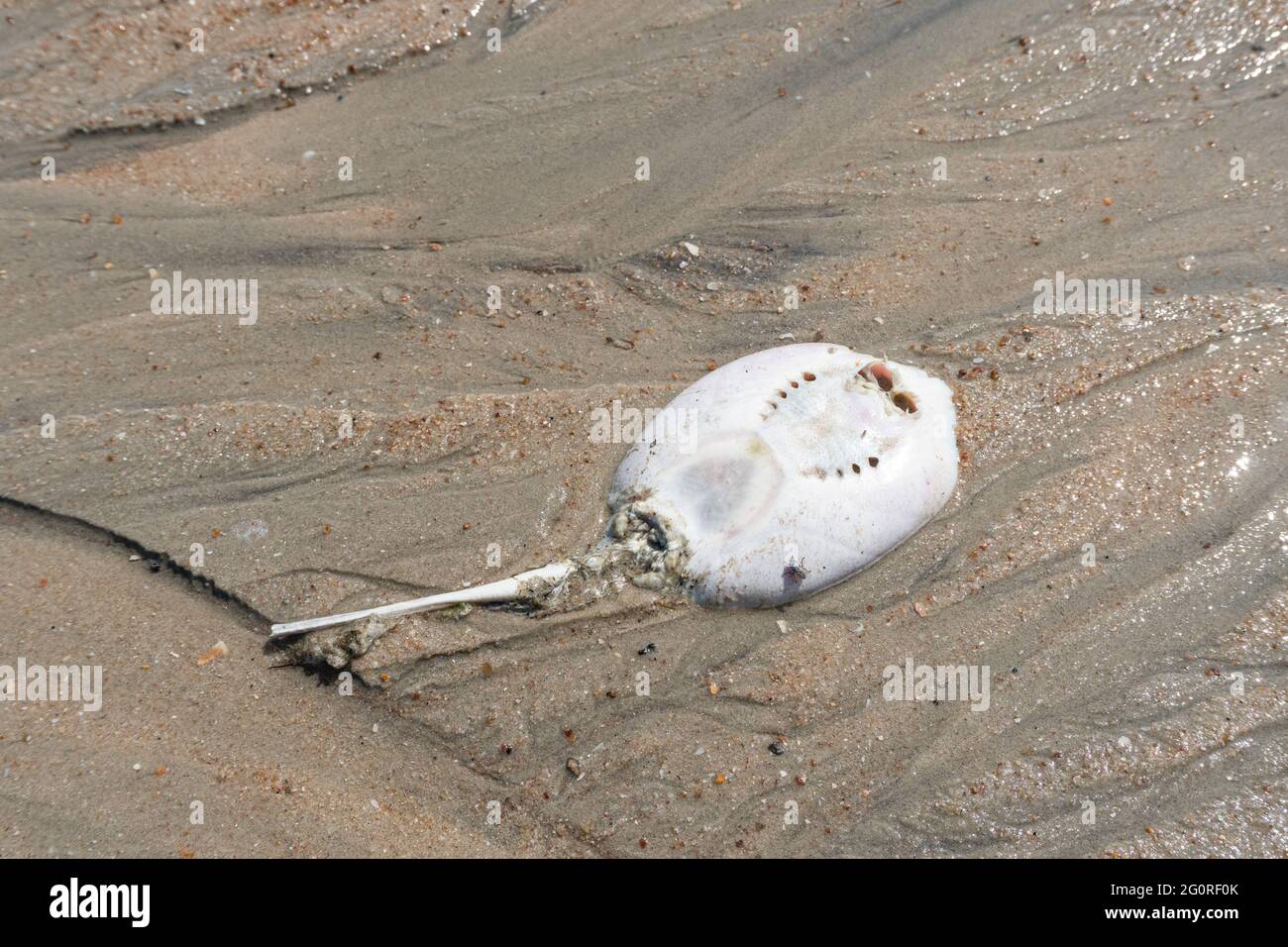 Ein totes Stachelrochen starb auf Grund der Wasserverschmutzung am Strand. Stockfoto