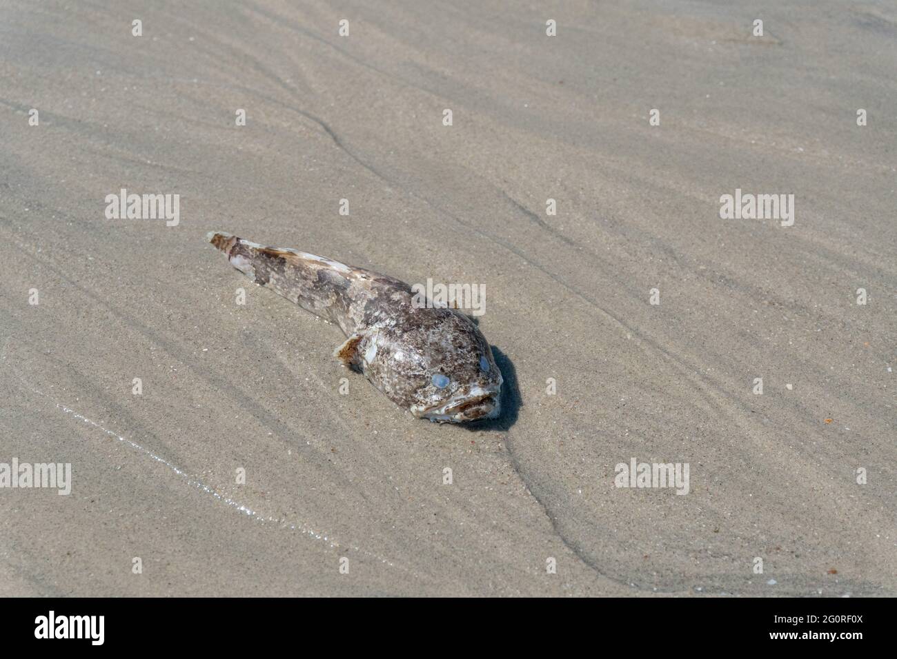 Ein toter Fisch, der am Strand auf Grund lag, verursachte Wasserverschmutzung. Stockfoto