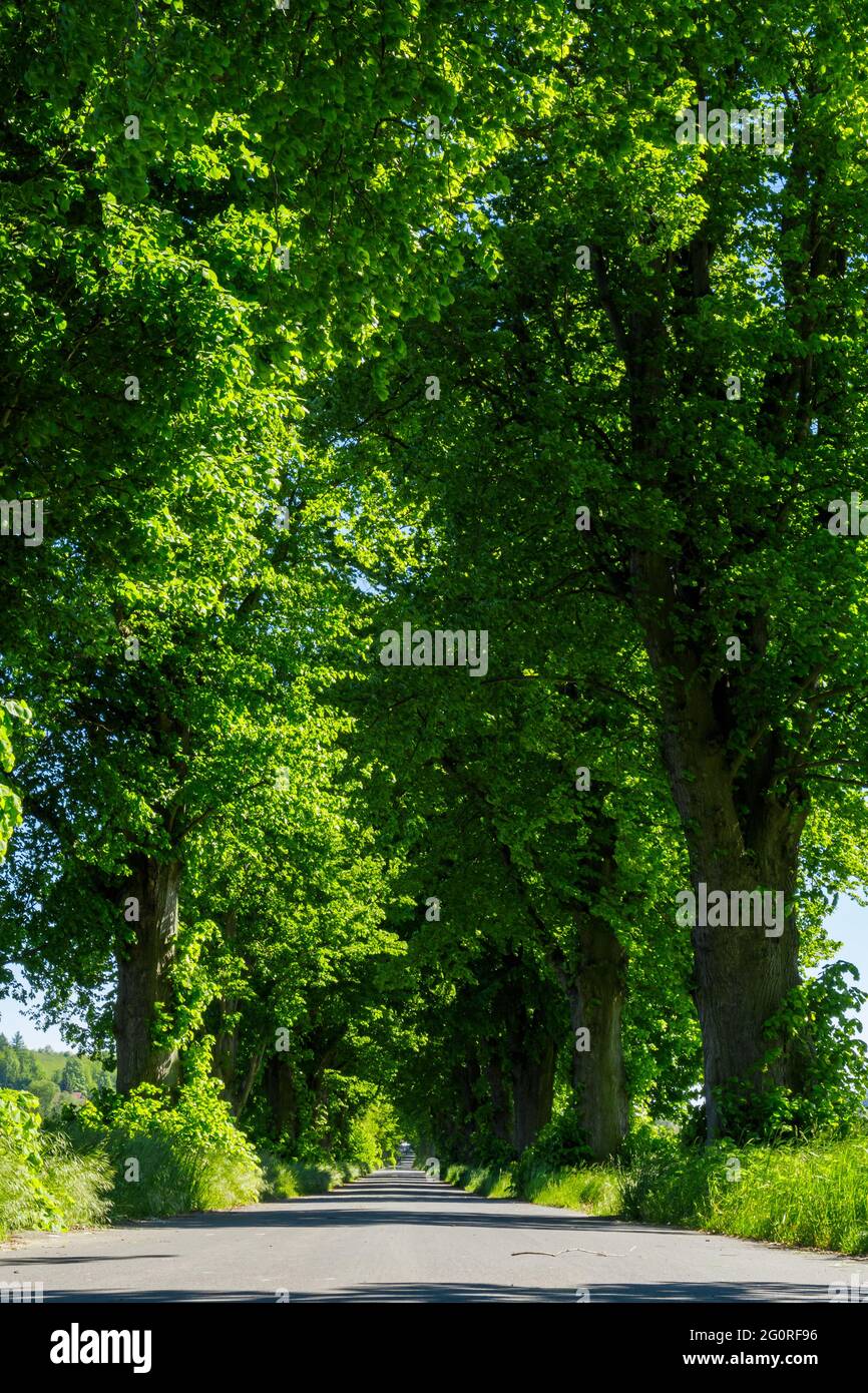 Eine Allee von Bäumen im Sommer Stockfoto