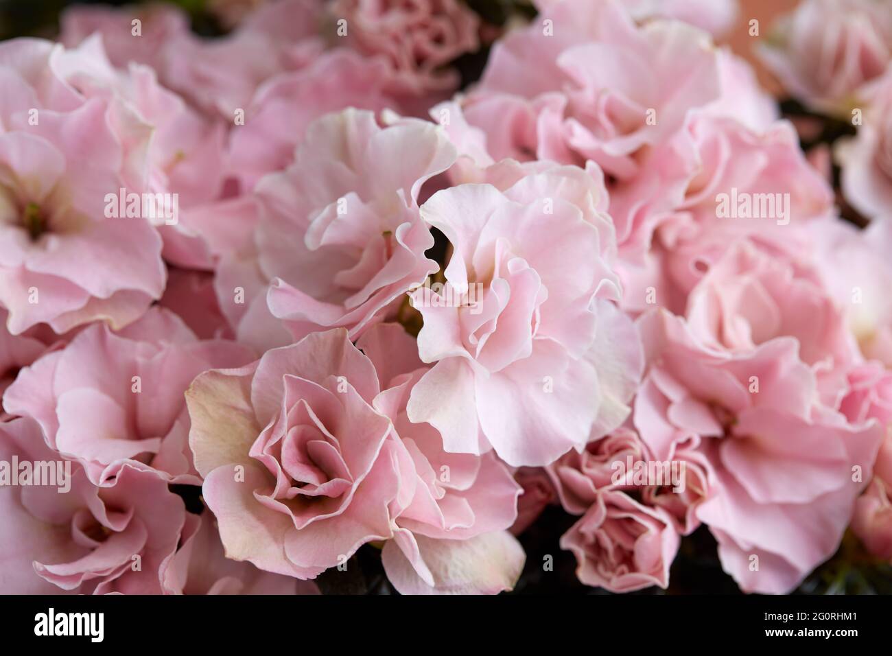 Doppelte rosa Azaleen Blumen Textur Hintergrund Stockfoto