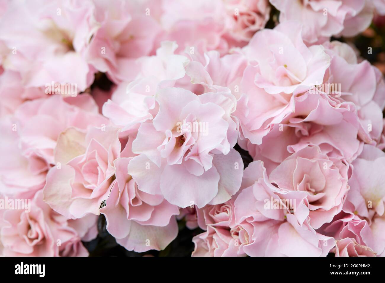 Rosa Azaleen Blumen Textur Hintergrund Stockfoto