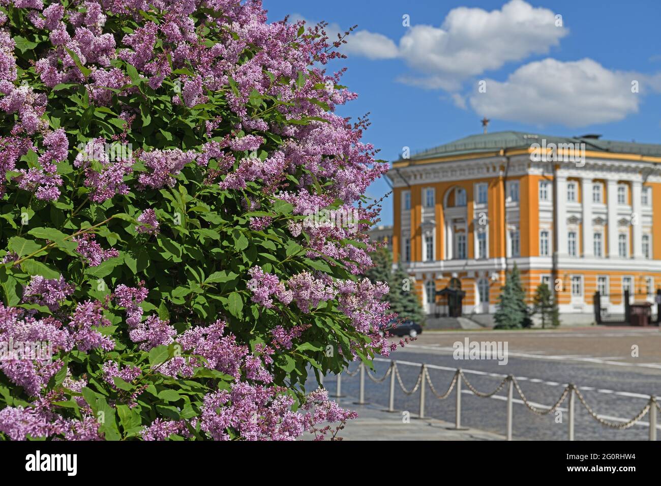 Flieder vor dem Hintergrund des Senatsgebäudes im Moskauer Kreml. Russland Stockfoto