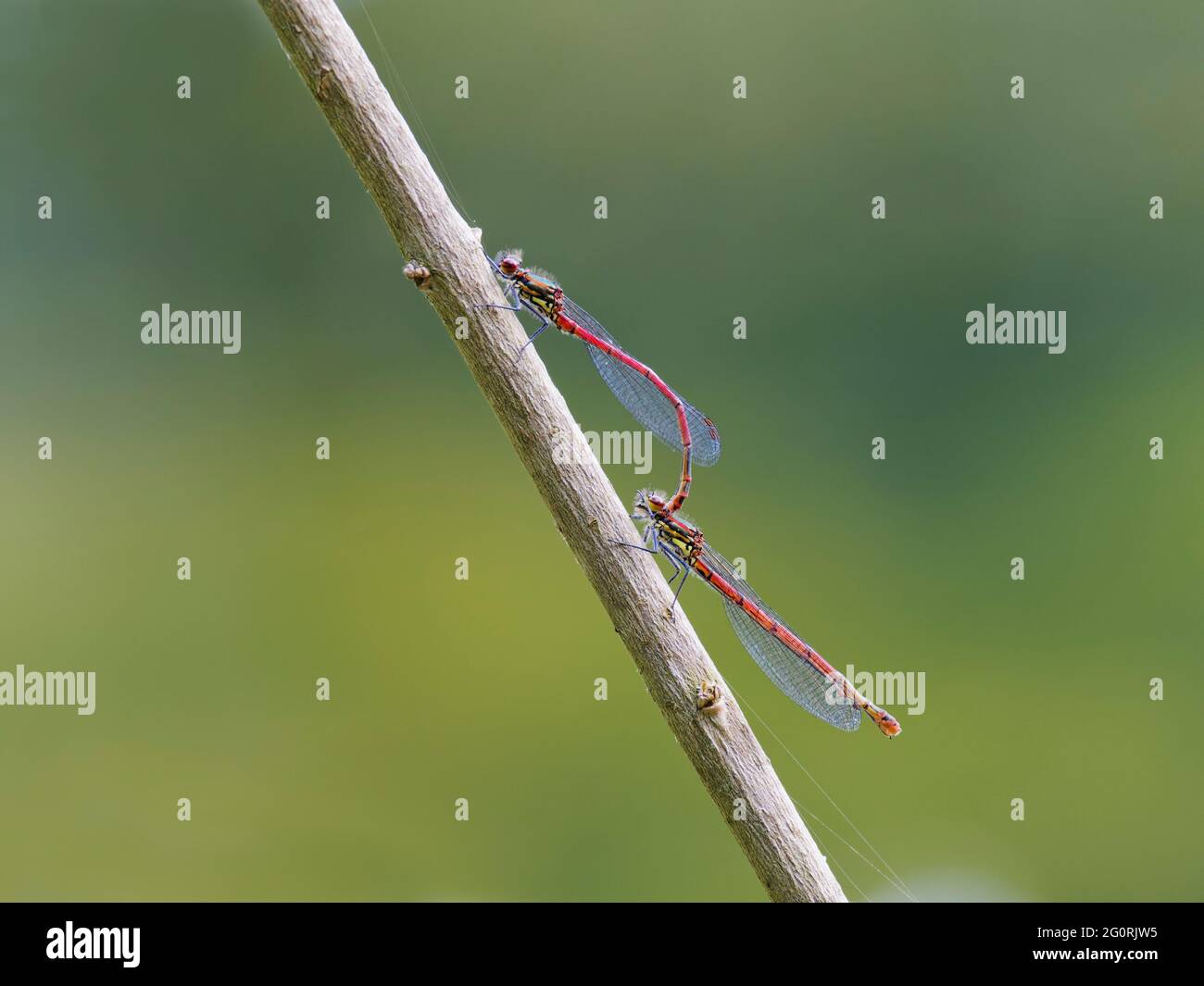 Große rote Damselfliege - Paar paarende Nymphula Pyrrhosoma Essex, UK IN001910 Stockfoto