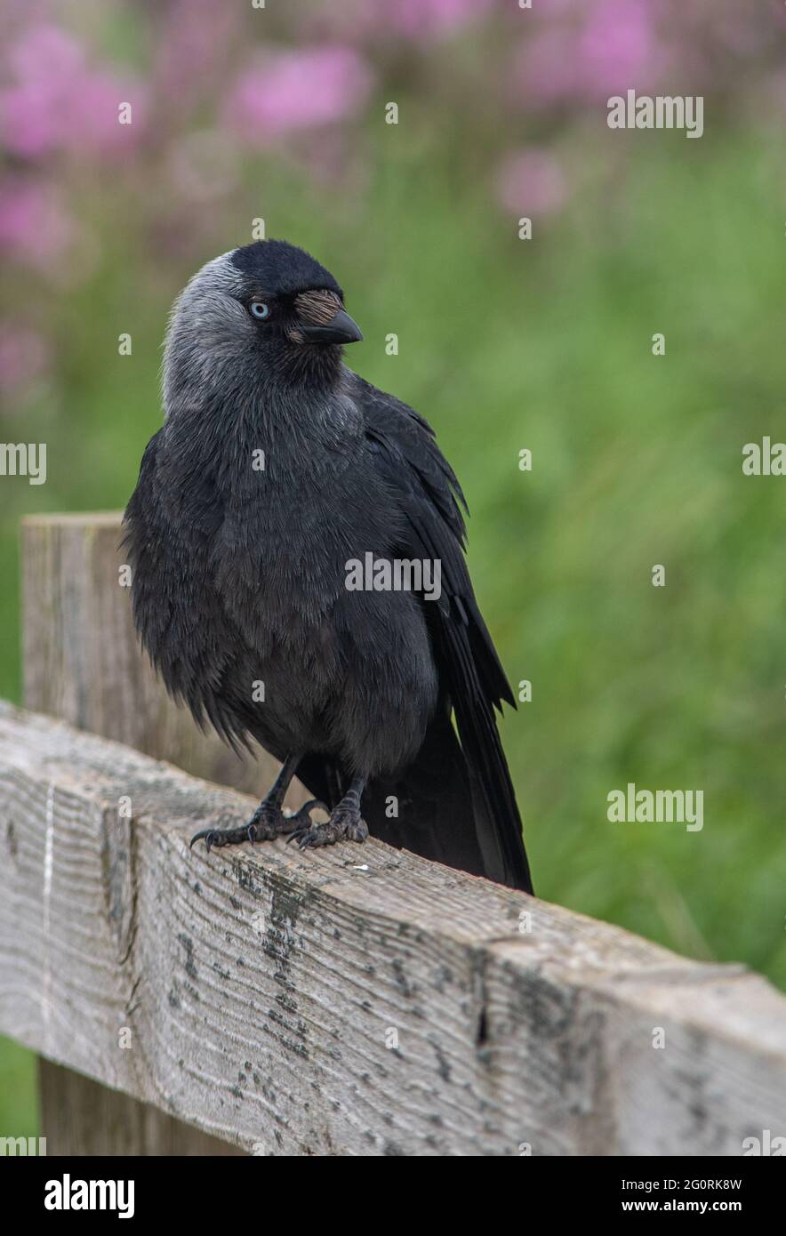 Ein Jackdaw-Vogel, der auf einem Holzzaun mit grün und rosa verschwommenem Hintergrund sitzt. Stockfoto