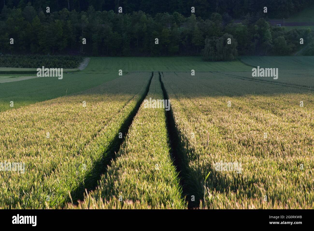 Landwirtschaftliche Feld mit Spuren von einem zweigleisigen Fahrzeug, die in der Perspektive treffen. Im Hintergrund gibt es Mischwald. Stockfoto