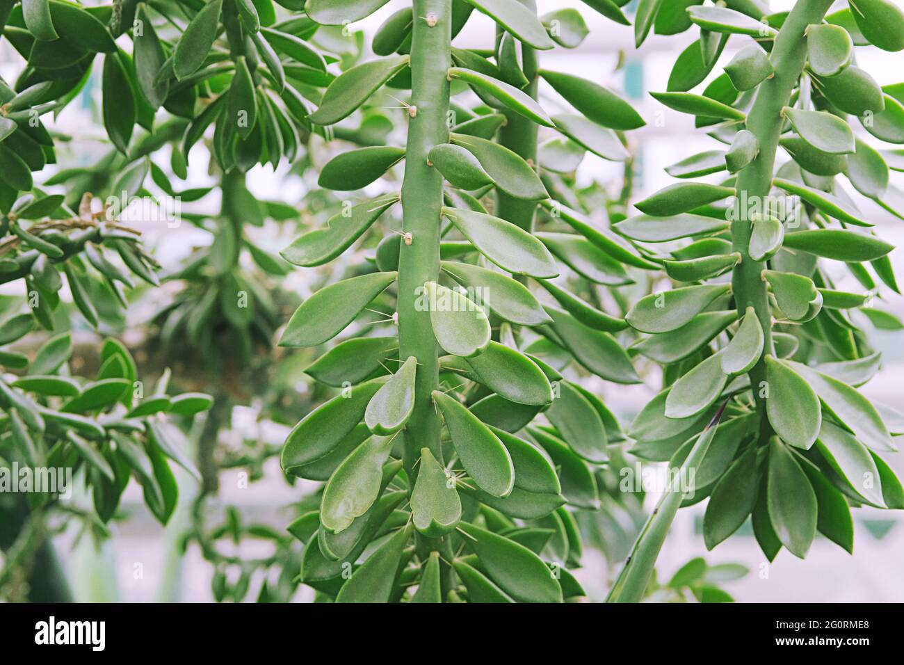 Im Freien mit grüner Sukulente Pflanze im Landschaftdesign, Geldbaum. Sukkulenten im Gartenbau, Nahaufnahme. Stockfoto