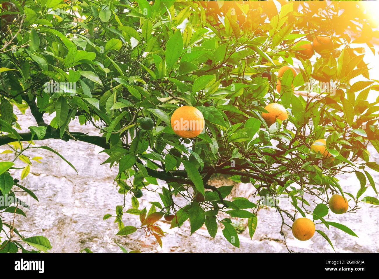 Orangenplantage. Reife Bio-Orangen, die an einem Orangenbaum hängen. Stockfoto